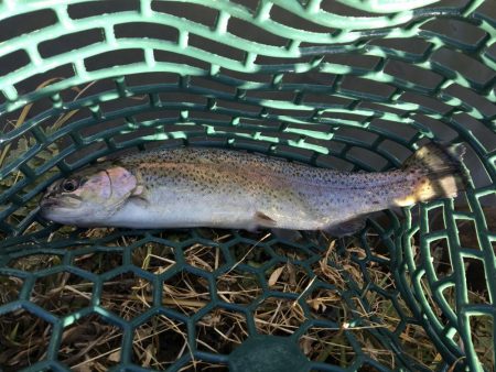 久々の管理釣り場